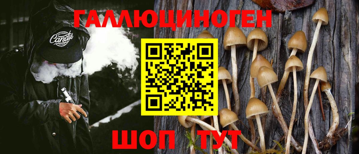 Псилоцибиновые грибы Psilocybine cubensis Десногорск
